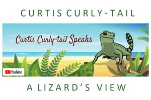 illustration of curly-tail lizard, curtis