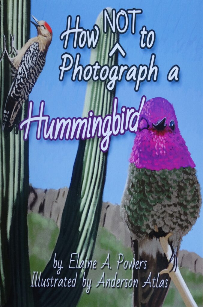 illustration of a hummingbird on a cactus