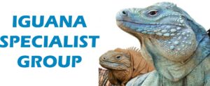 Image of Iguana faces with ISG