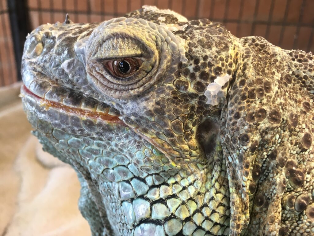 a closeup of the head of a green iguana