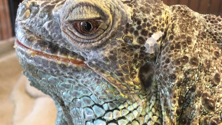 The Story of a Green Iguana Named Stella
