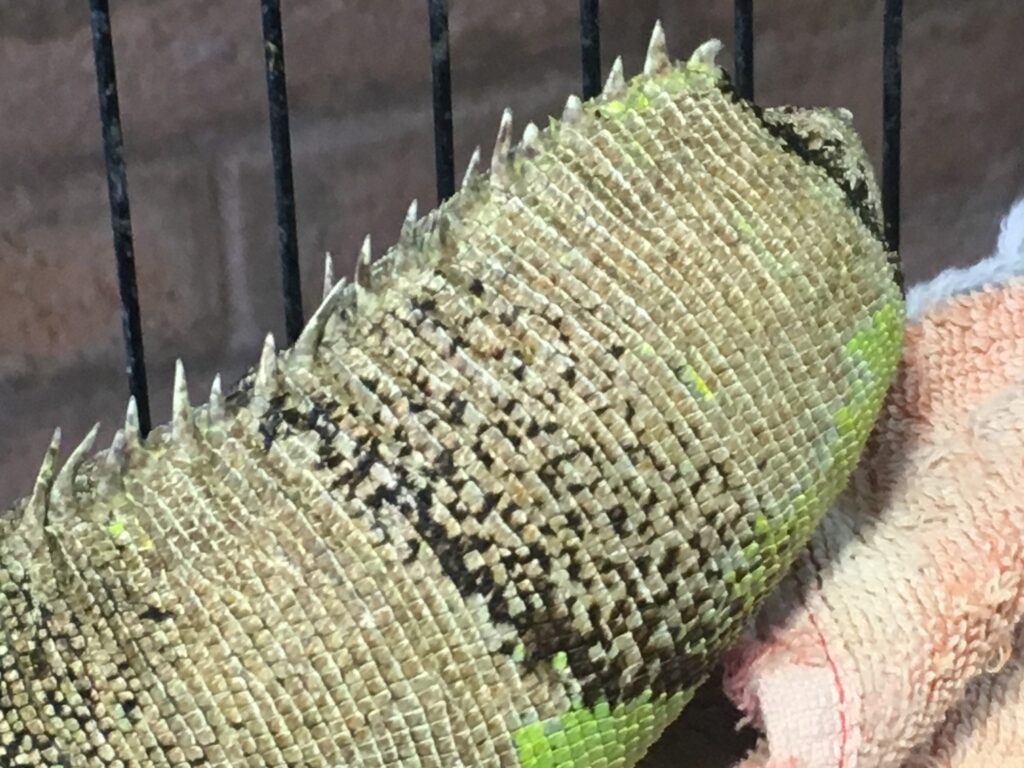 The amputated tail of a green iguana