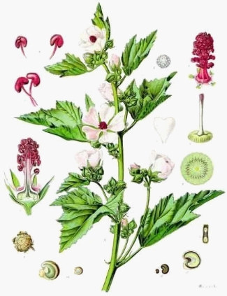 Botanical illustration of the Marsh Mallow Plant
