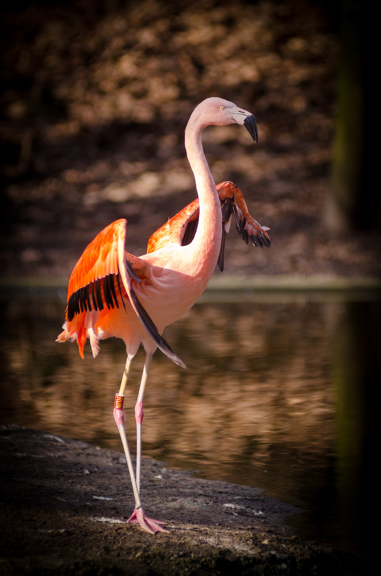 photo of a pink flamingo