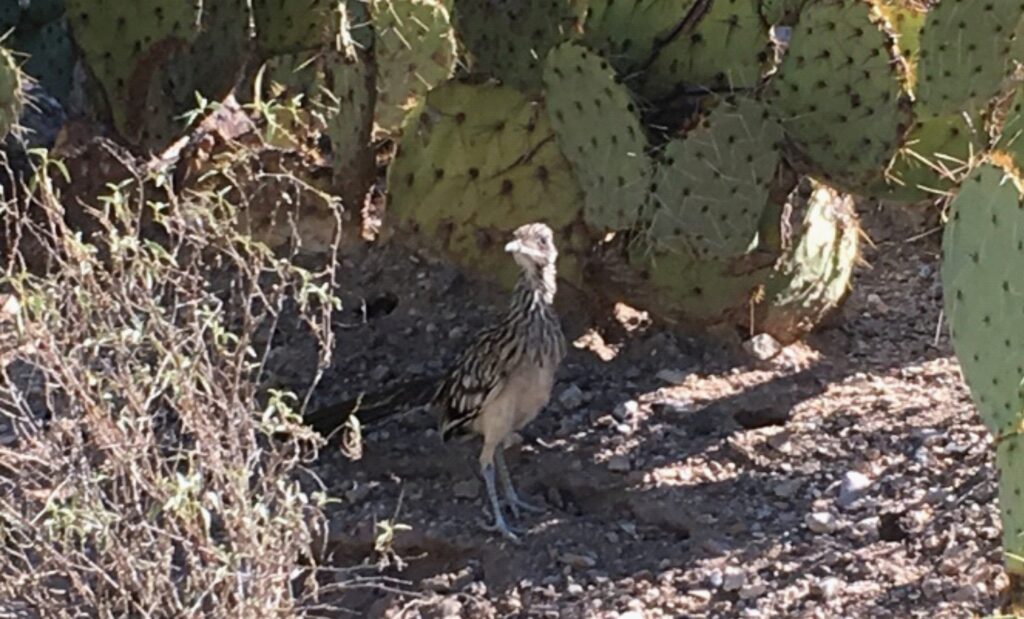 photo of Greater Roadrunner in the Sonoran Desert