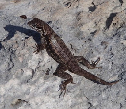 photo of curly-tail lizard Curtis