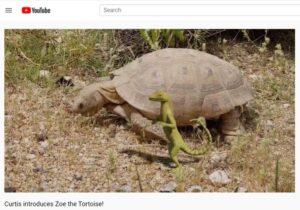 image of Zoe tortoise