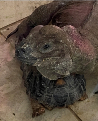 photo of an adult female rhino iguana resting on a tortoise