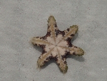 Starfish: How Many Arms?