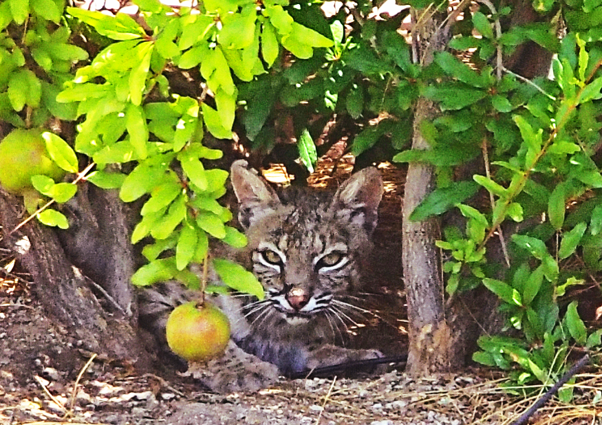 Bobcat in bush in Sonoran Desert