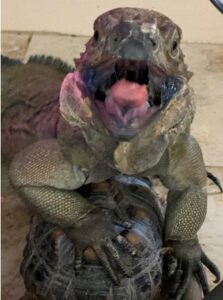 Photo of Rhino Iguana standing on a tortoise