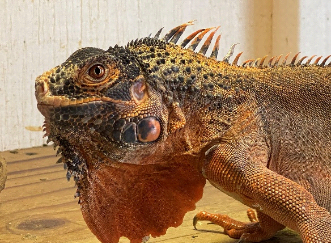 a red-colored green iguana