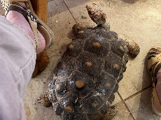 tortoise underfoot
