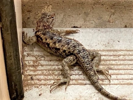 photo of desert spiny tail lizard on door stoop
