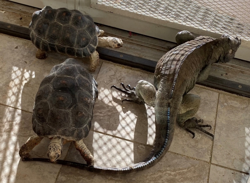 photo of tortoise nibbling on iguana's tail