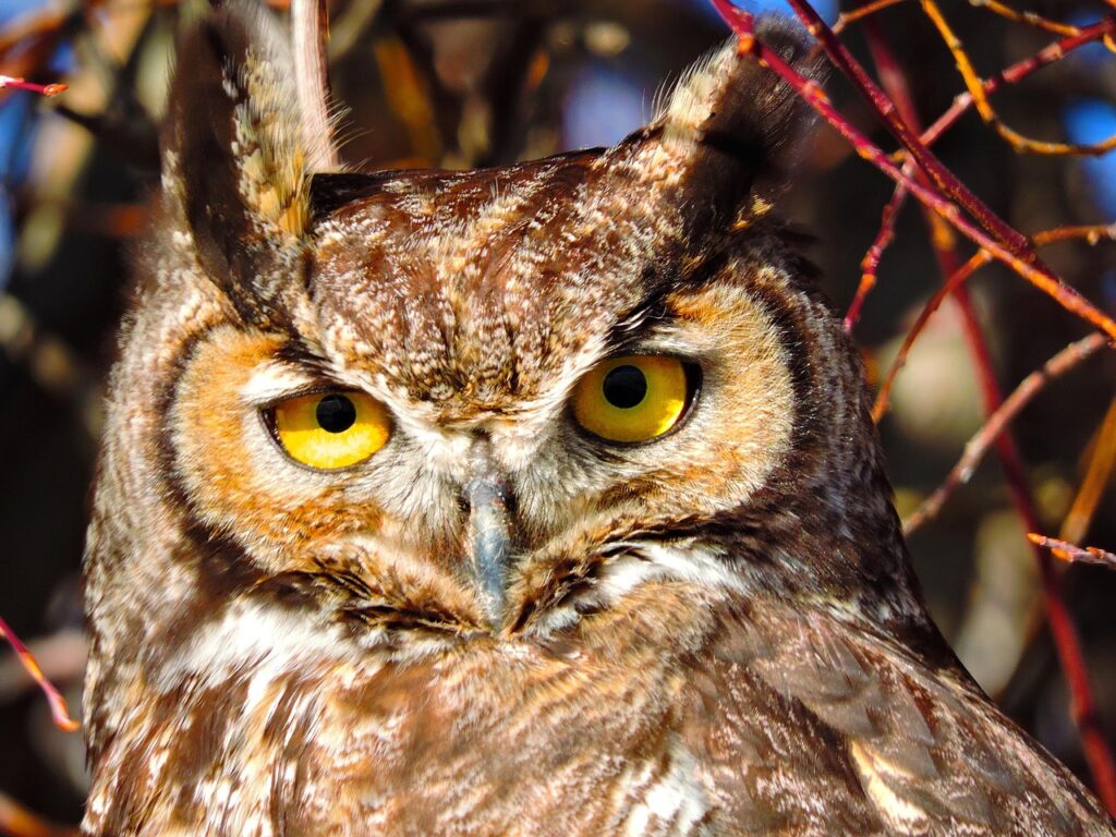 image of great horned owl