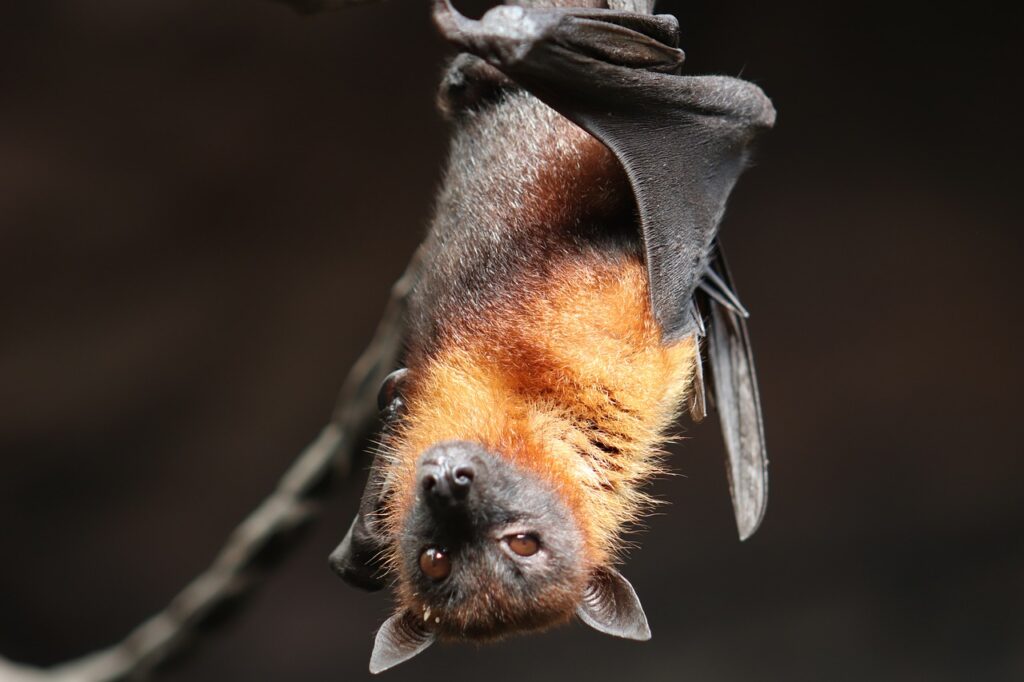 Image of bat