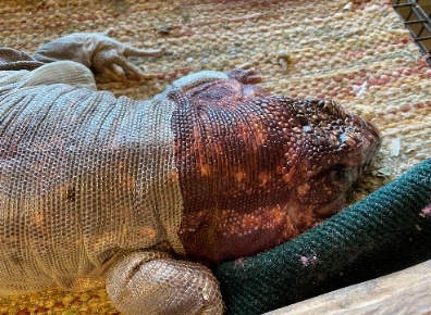 photo of red tegu