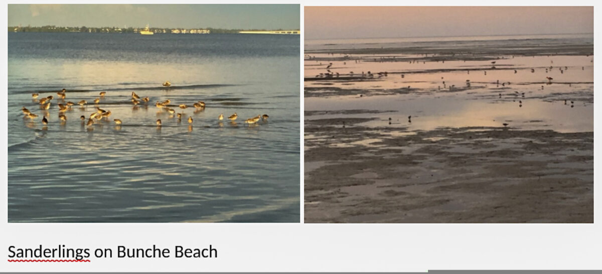 Sharing the Shores with the Sanderlings
