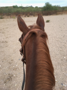 photo of the back of a horse's head