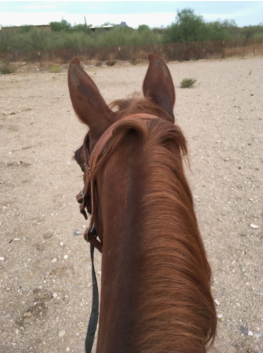 photo taken from atop Button, a Missouri Fox-Trotter