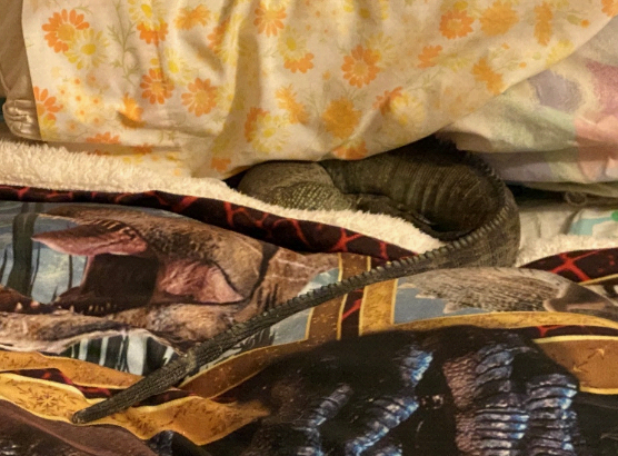 image of rhinocerous iguana in human bed