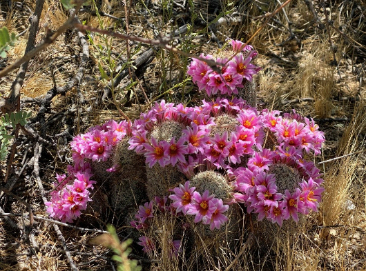 Photo of Colorful AZ Fishhook Cactus
