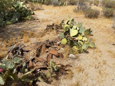 photo of dry prickly pear cactus