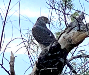 photo Cooper's Hawk Accipiter cooperii 