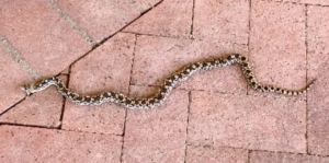 photo Gopher Snake Pituophis melanoleucus