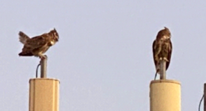 photo of two Great Horned Owl Bubo virginainus