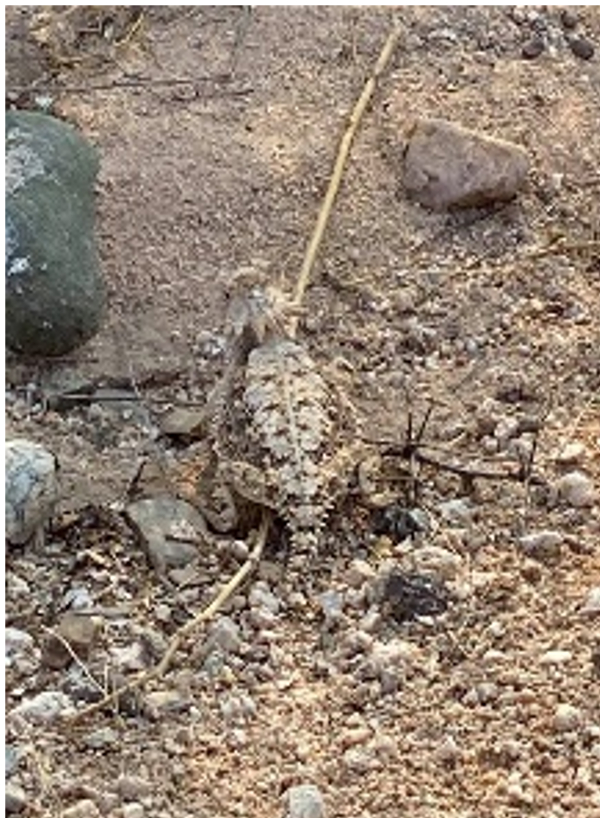 photo of Horned Lizard in Sonoran Desert