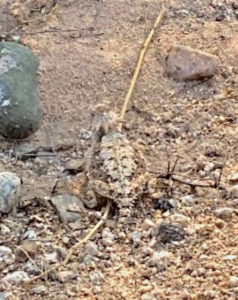 photo Regal Horned Lizard Phrynosoma solare 