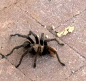 photograph of tarantula