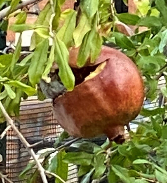 Pomegranate with bird
