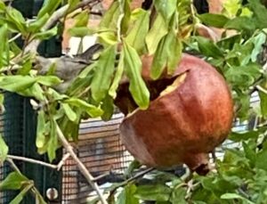 pomegranate and bird