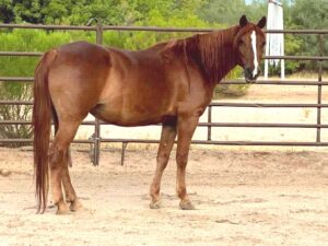 Photo of a Missouri Foxtrotter horse