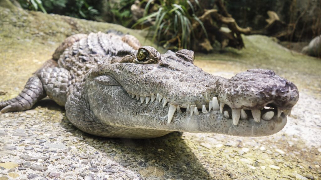photo of crocodile