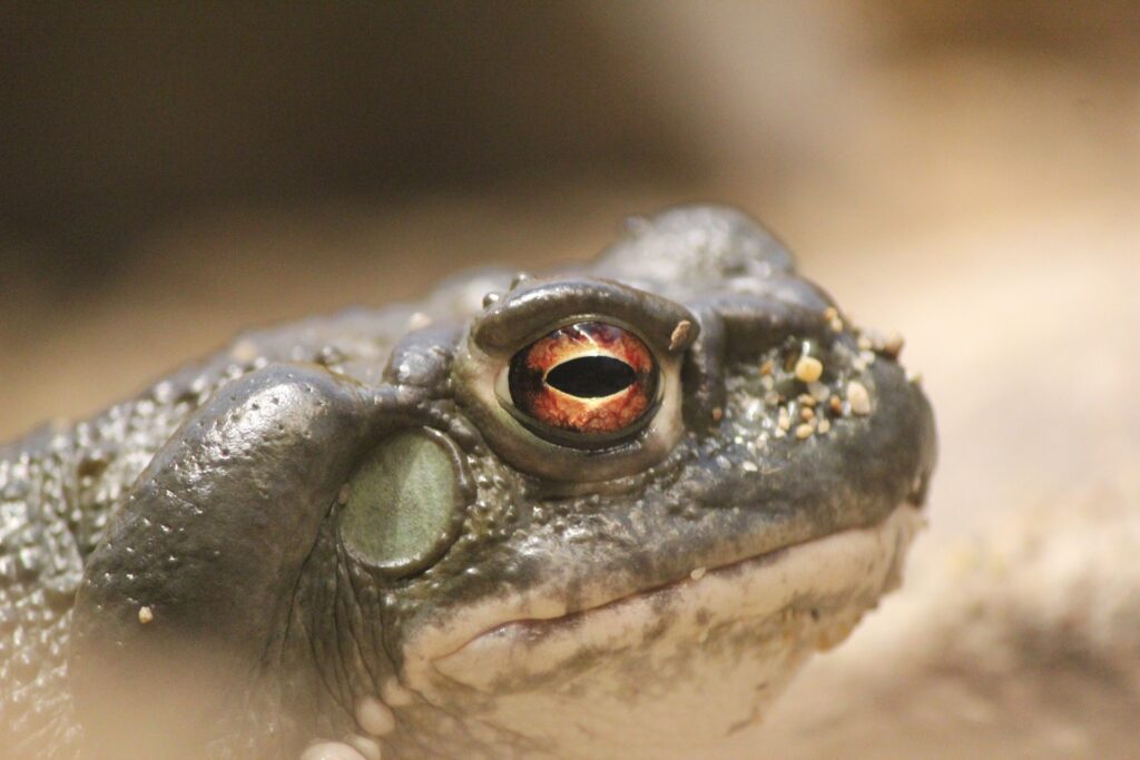 photo of the head of a Sonoran Desert toad