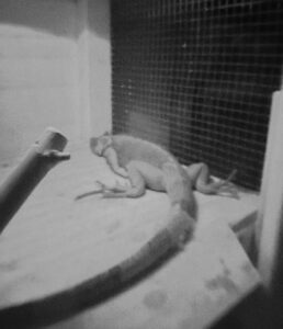 photo of sleeping iguana