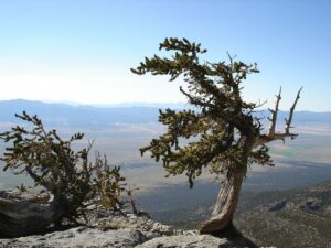 a photograph from a mountain overlooking the Great Basin