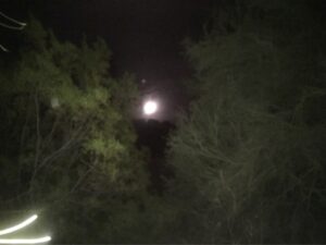 Full moon peeking between trees