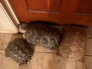 photo of tortoises sleeping together