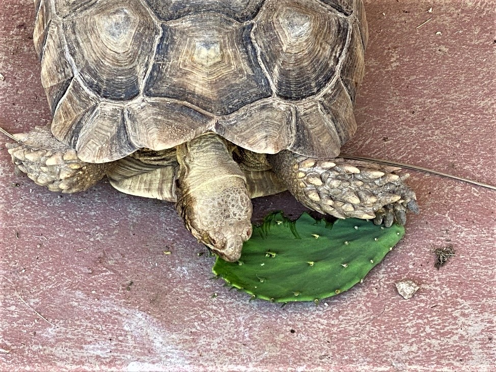 The Mystery of the Cleaning-fiend Tortoises