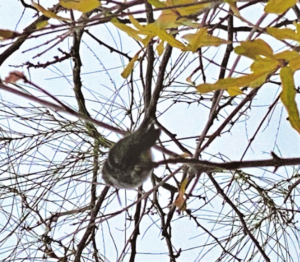 hummingbird in tree