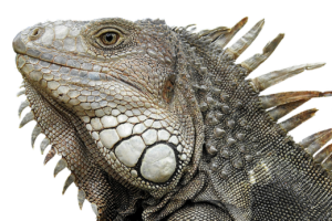 photo of head of an iguana