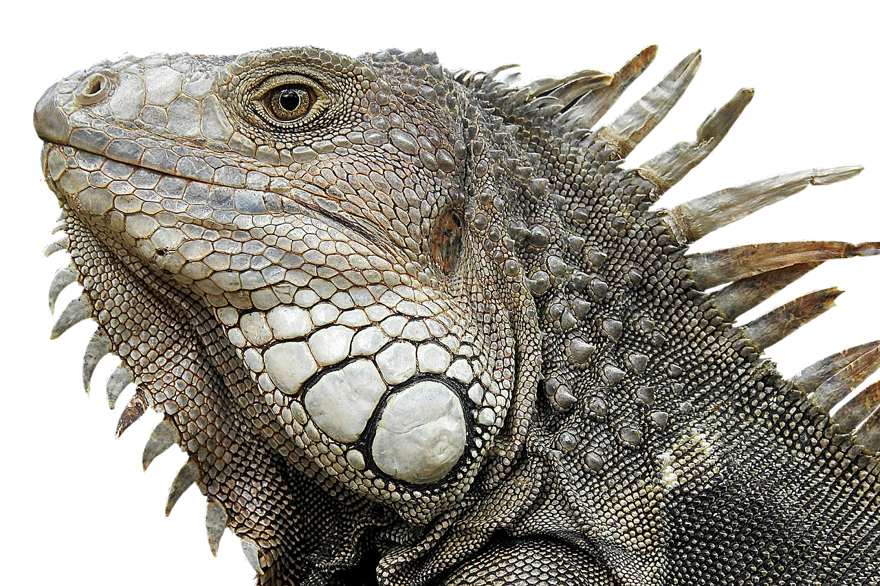 photo of head of an iguana