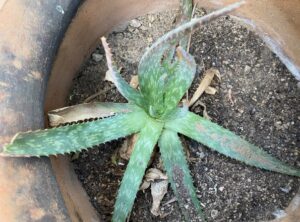 photo of an aloe vera plant