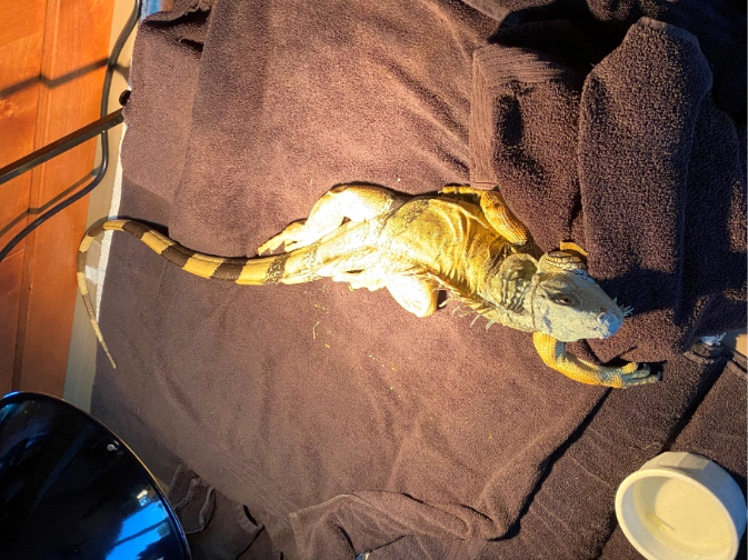 A green iguana recovering after surgery