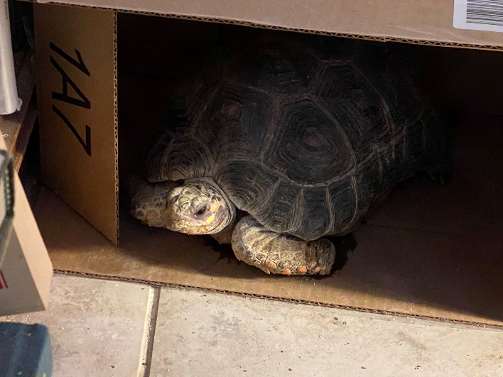 A redfoot tortoise